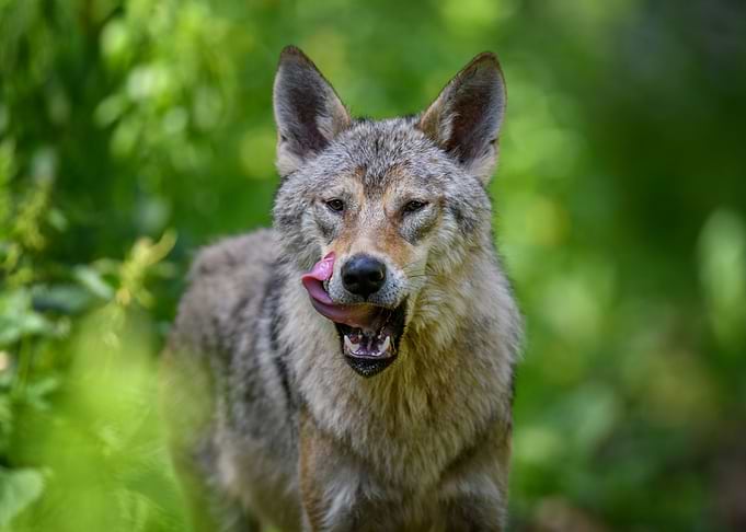 Wolf portrait in forest