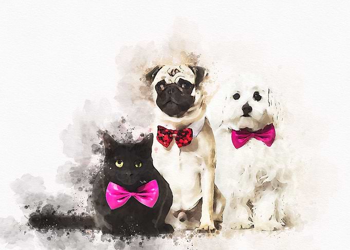 Mixed breed cat pug