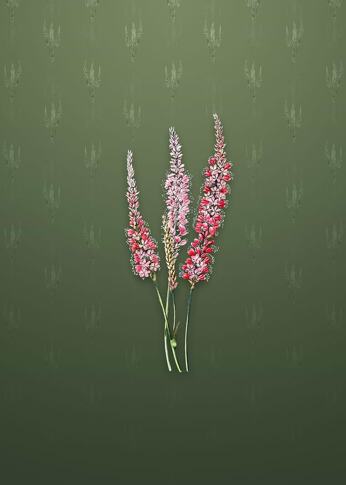 Vintage Polygonum Flower