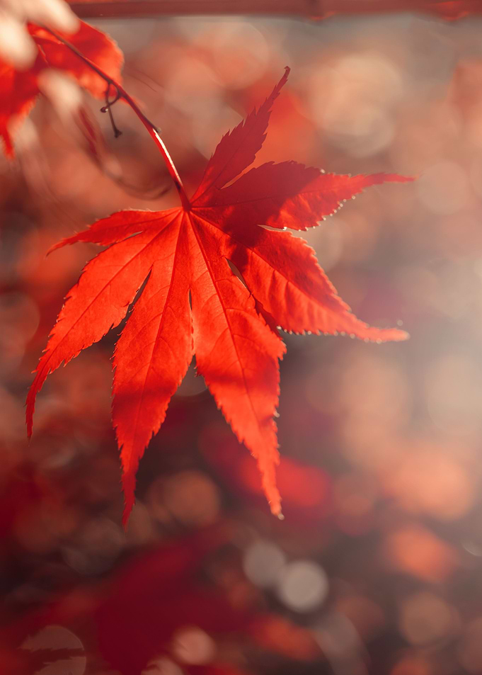 Autumn red leaf, nature