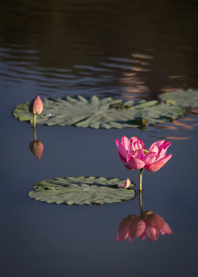 beautiful lotus