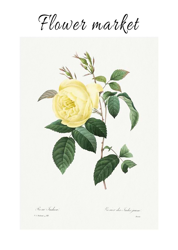Yellow Rose