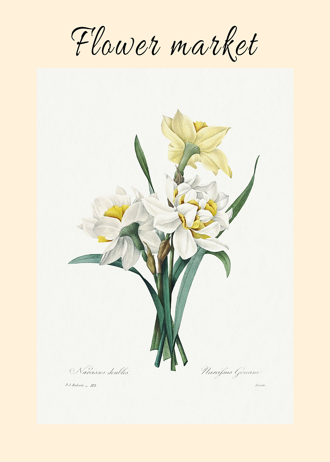 Double Daffodil