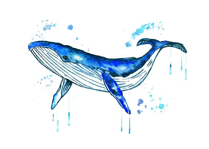Humpback whale