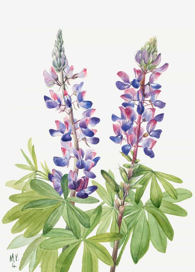 Lupine Lupinus fornosus