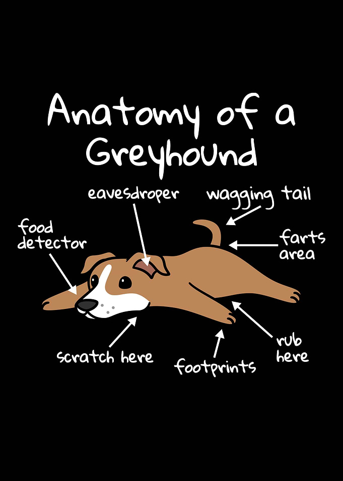 Anatomy Of A Greyhound