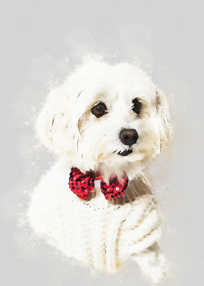 Maltese dog