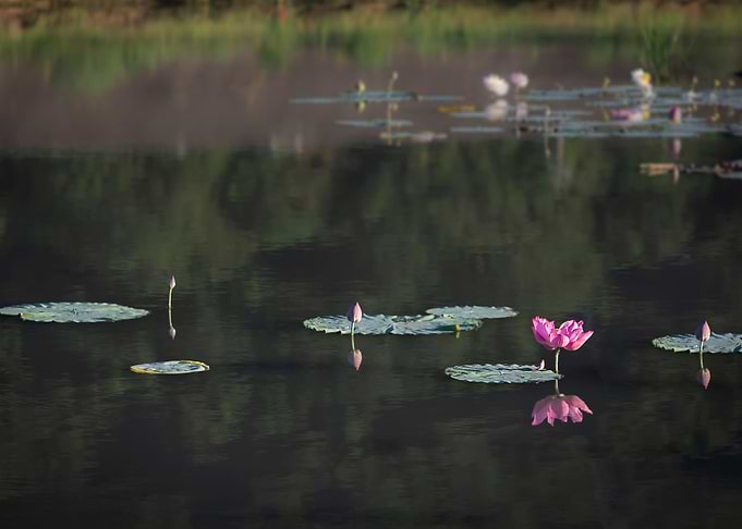 beautiful lotus
