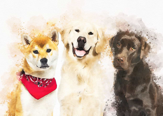 Labrador shiba inu golden