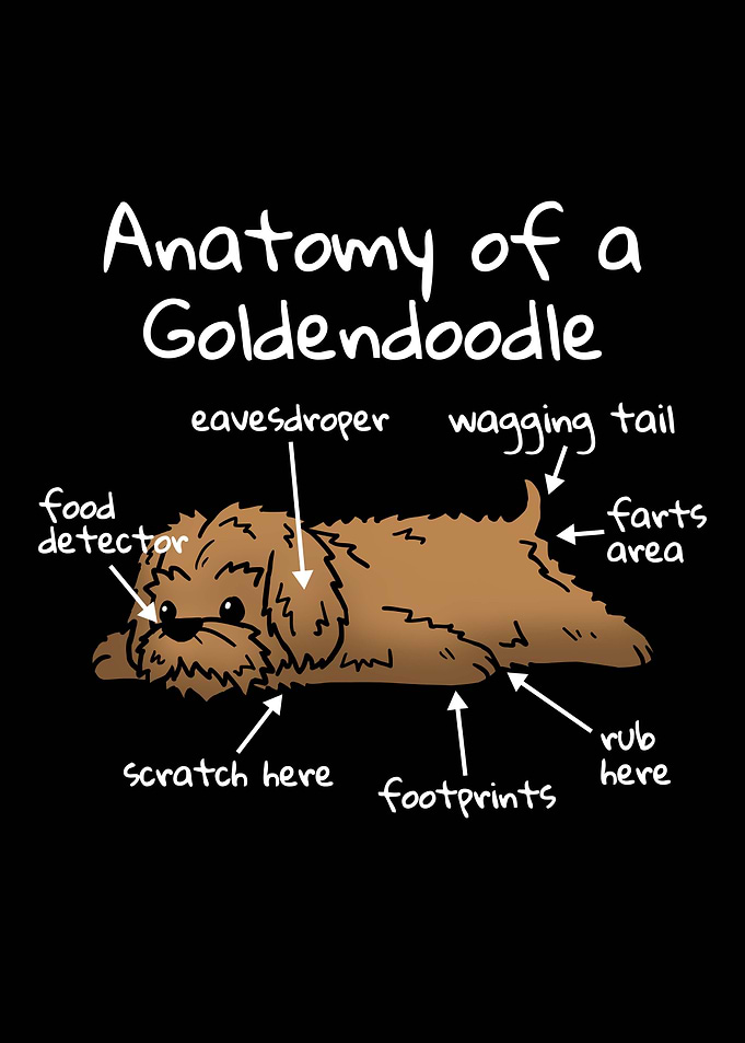 Anatomy Of A Goldendoodle