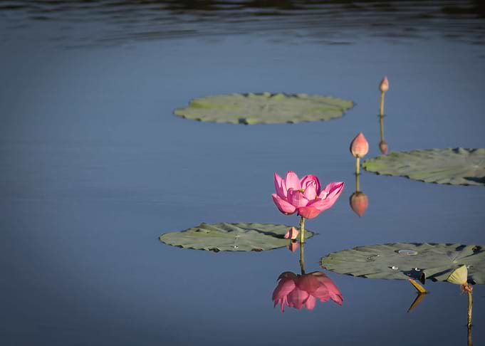 beautiful lotus