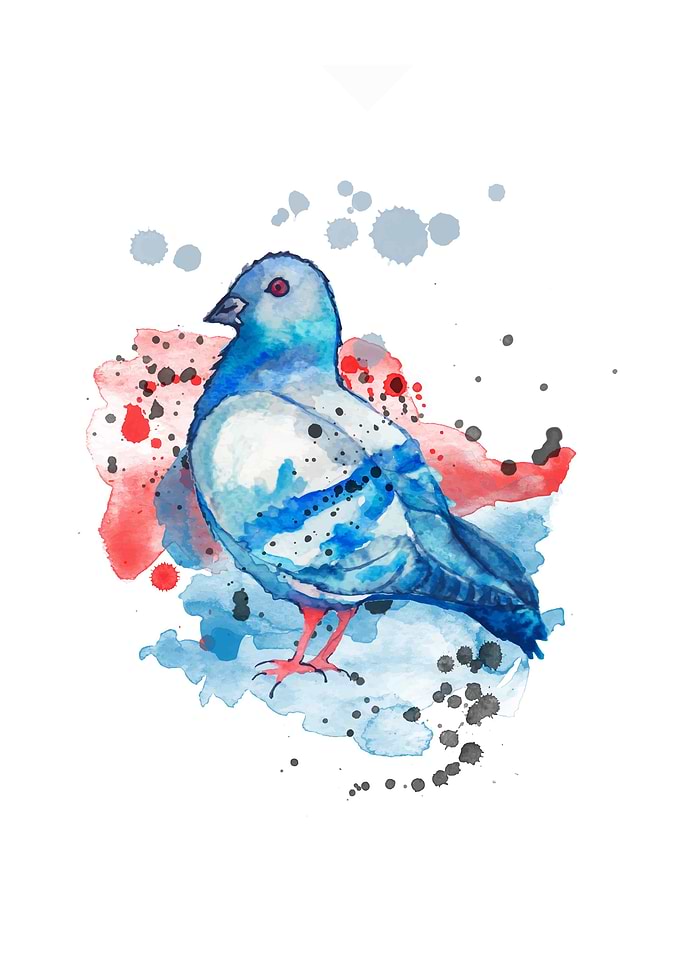 Pigeon
