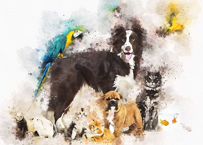 Group of pets