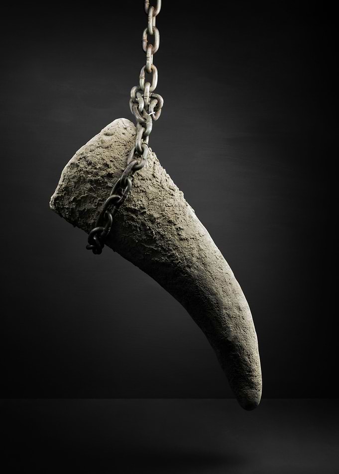 Rhinoceros horn chained