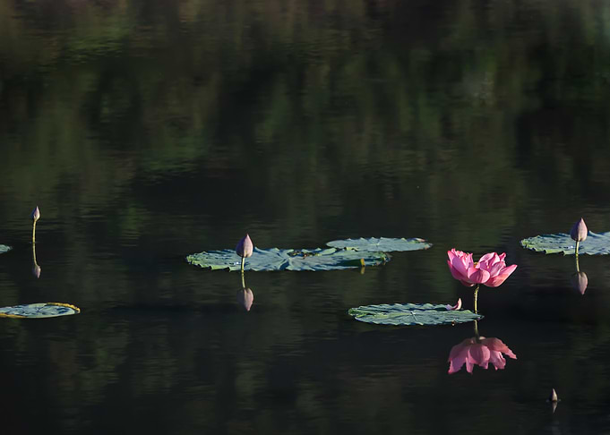 beautiful lotus