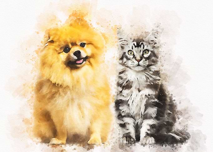 Maine coon kitten spitz