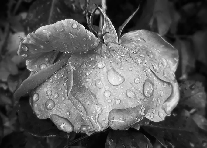 Black and white rose