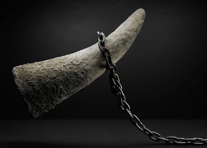 Rhinoceros horn chained