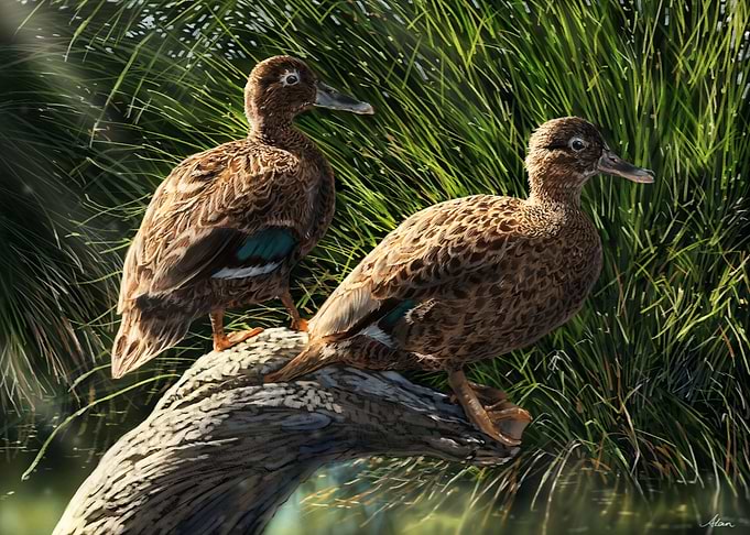 Laysan Ducks