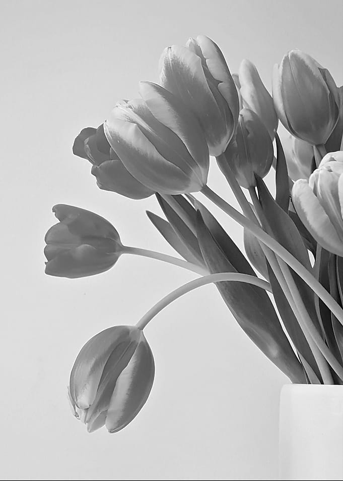 tulip flowers gray