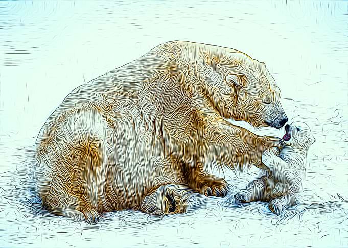 Polar Bear