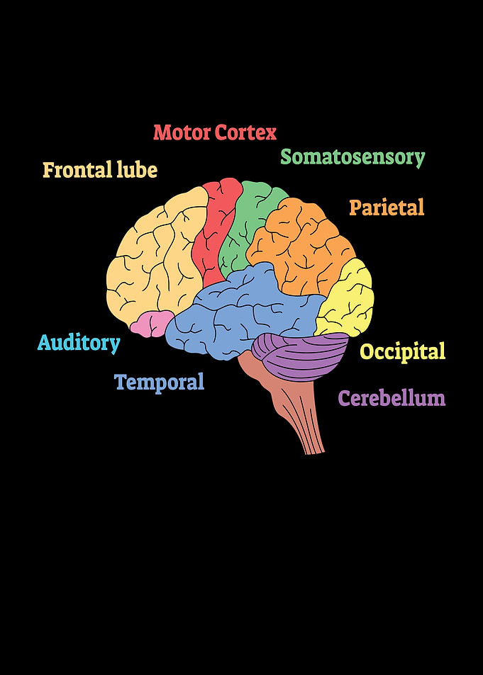 Brain Diagram Neurology