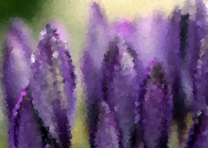Crocus