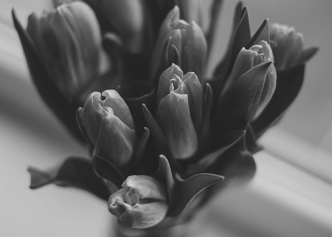 tulip flower gray