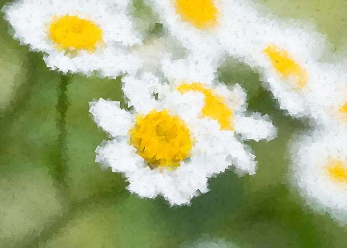 daisies flower