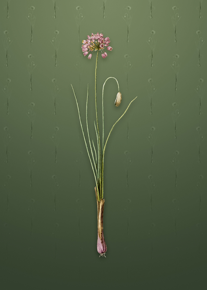 Vintage Autumn Onion