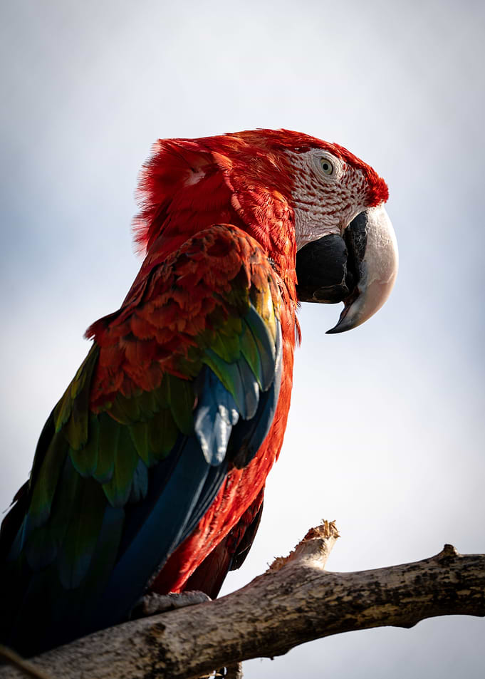 parrot