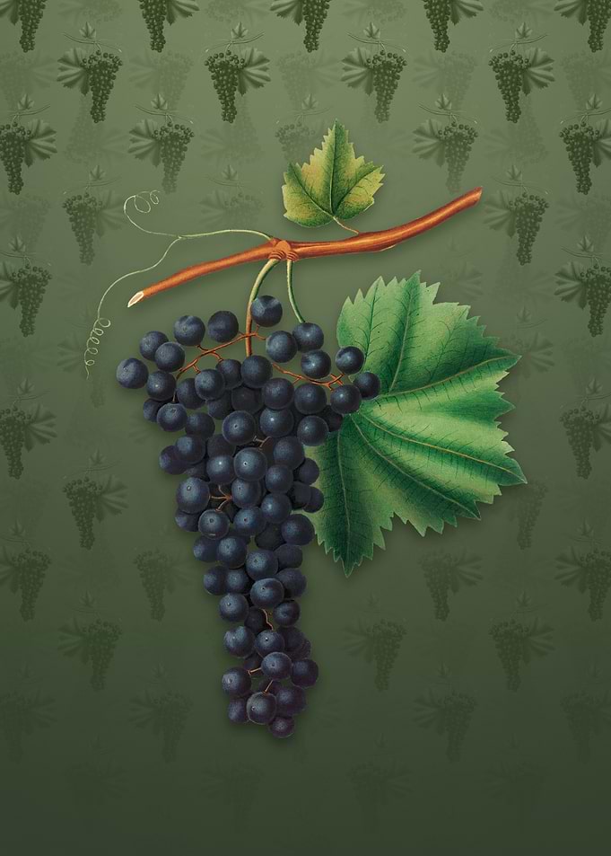 Vintage Berzemina Grape