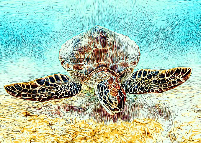 Turtle