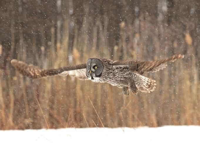 Silent flight