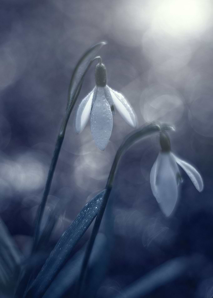 White snowdrops flowers