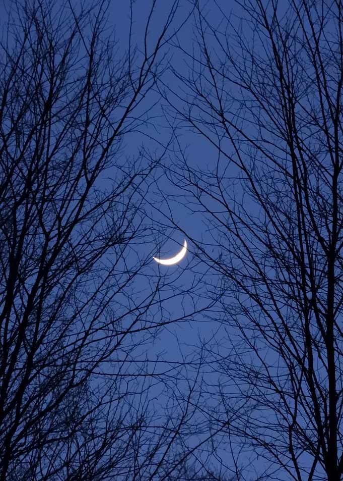 Moon through trees