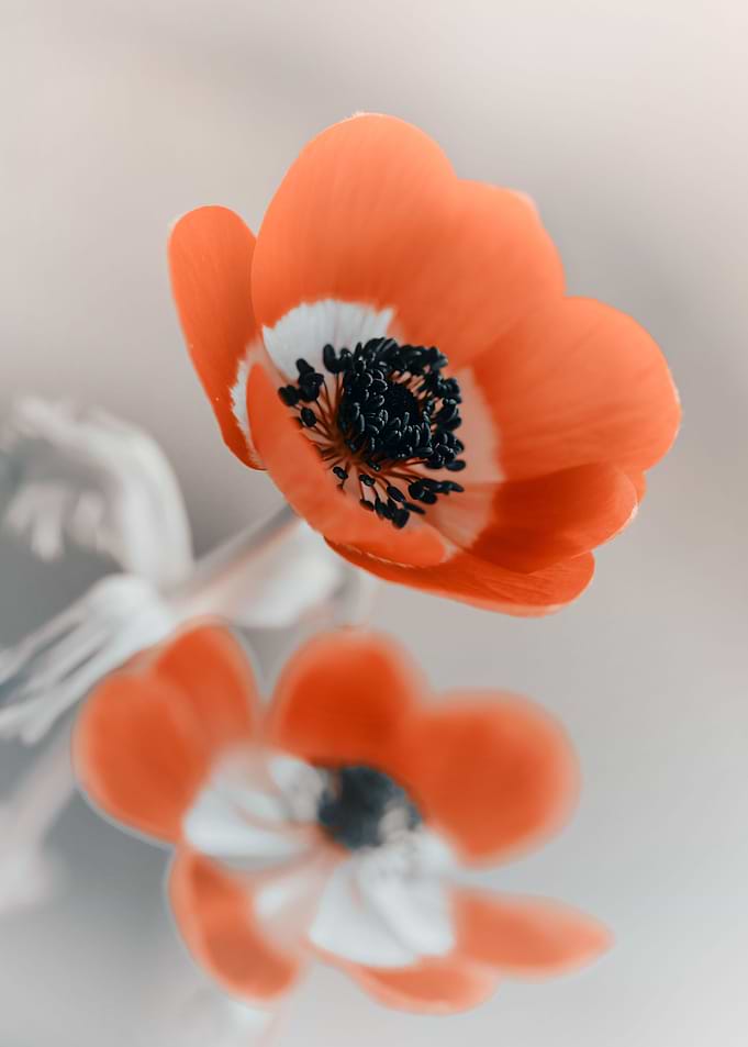 Red anemone flowers,nature
