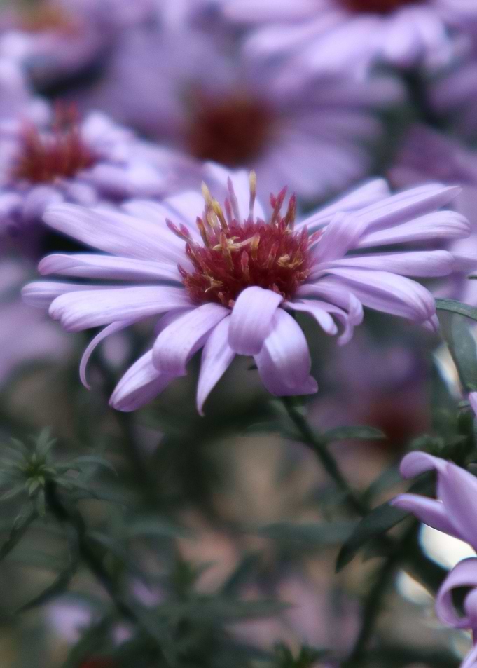 Pink Flower blossom