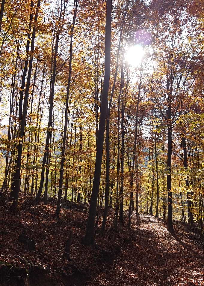 Autumn scenery