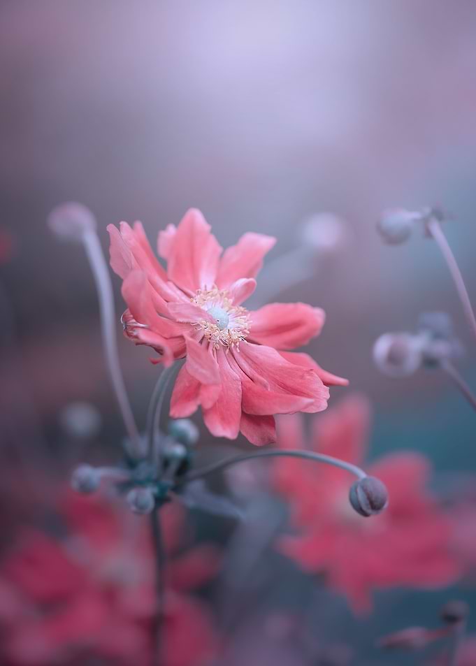Pink anemone flower, macro