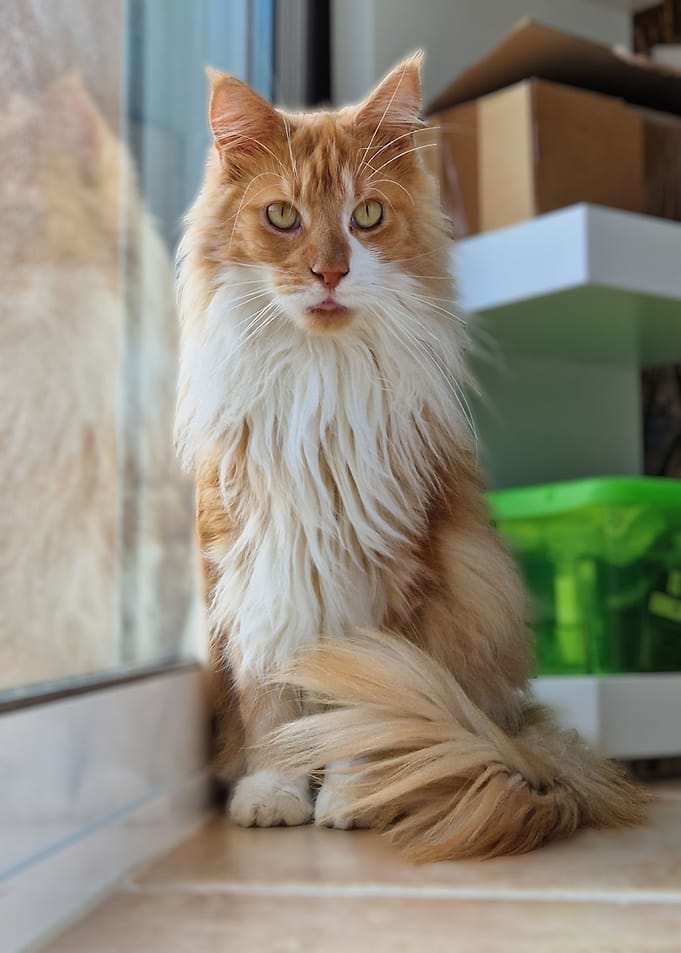 Red Maine Coon