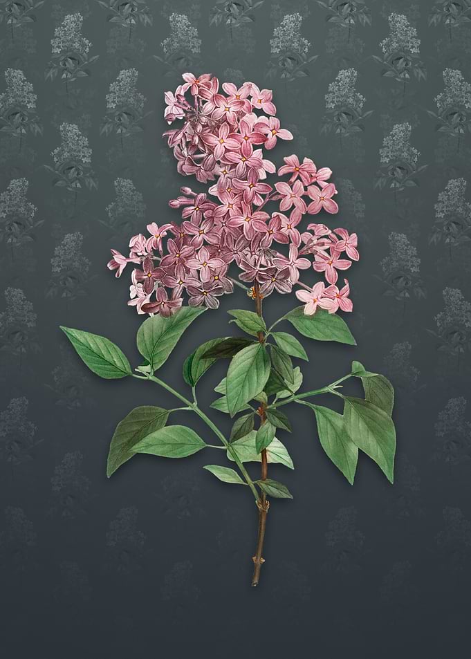Vintage Chinese Lilac