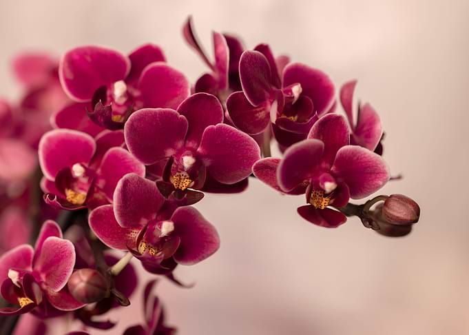 Blooming pink orchid