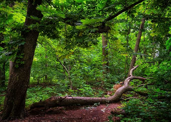 Deciduous Forest Scenery