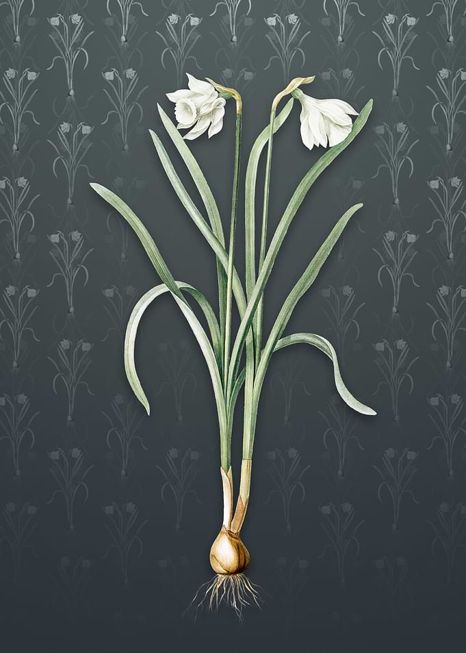 Narcissus Candidissimus
