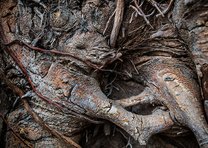 Monster In Tree Bark