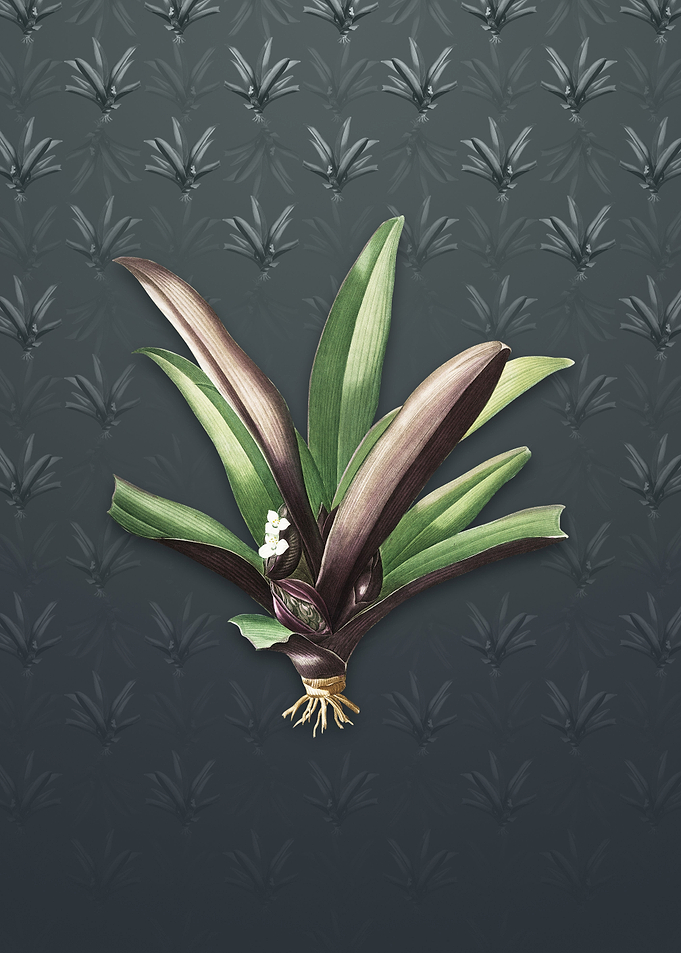 Boat Lily on Slate Gray