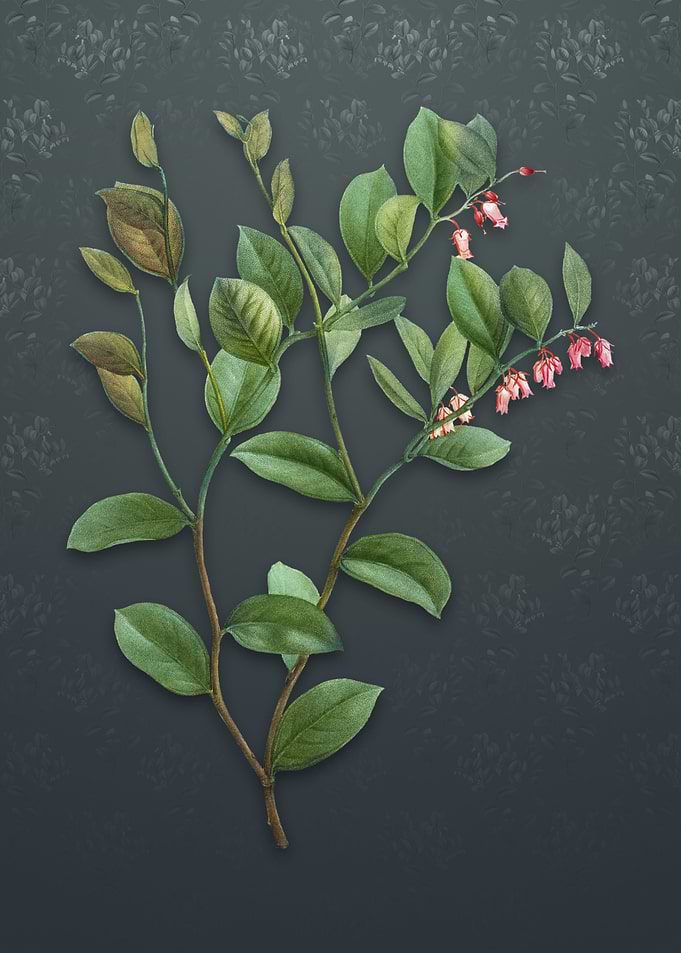 Andromeda Axillaris Bloom