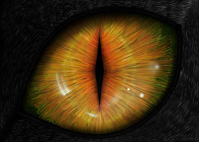 Cateye