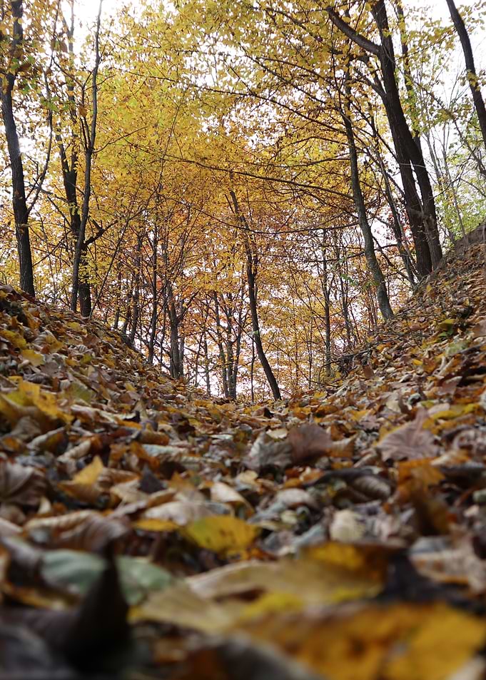 Autumn road scenery